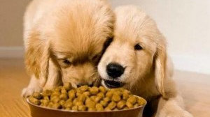 寵物食品檢驗項目及標準 守護愛寵“舌尖上的安全”